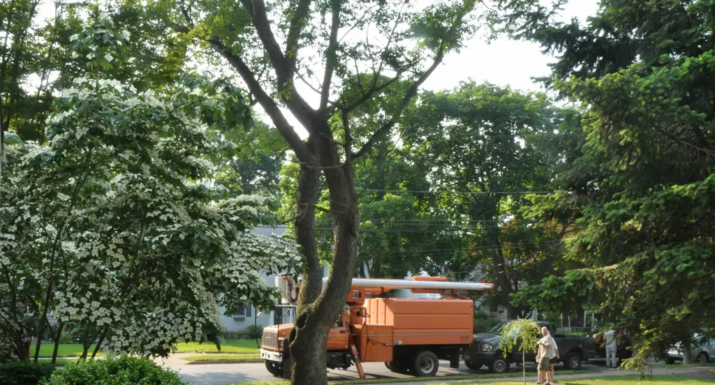 Ridgewood Tree Preparing to take down a dead tree