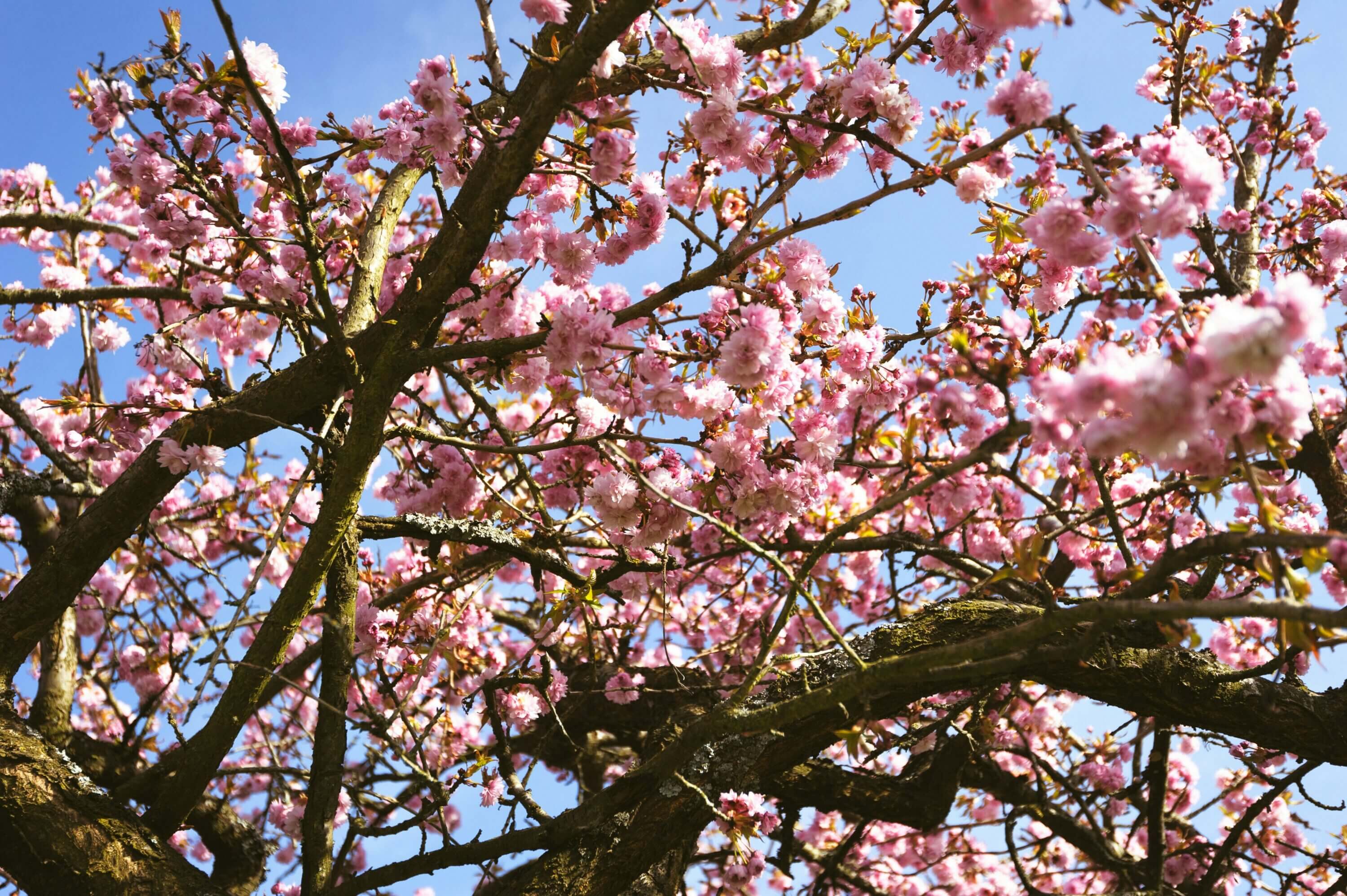 Black Knot Disease can effect Plum and Cherry Trees