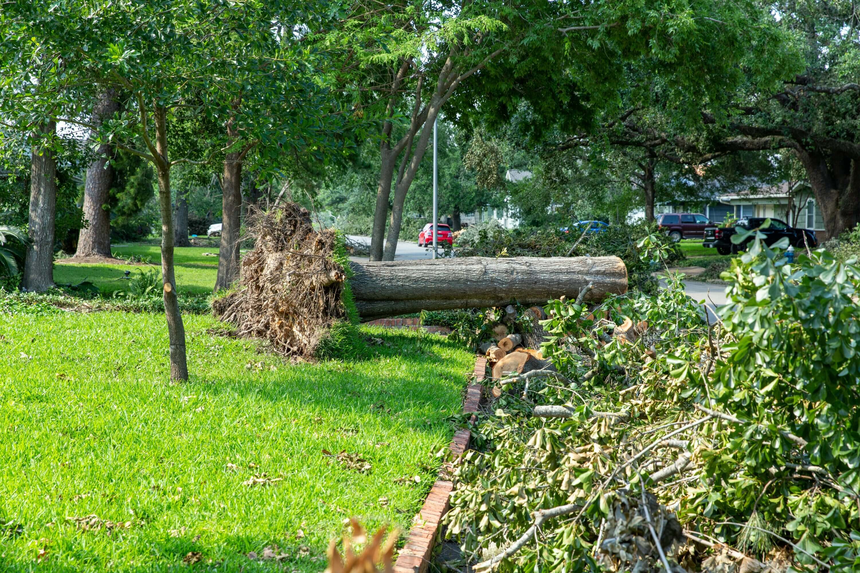 Tree Damage from a Storm