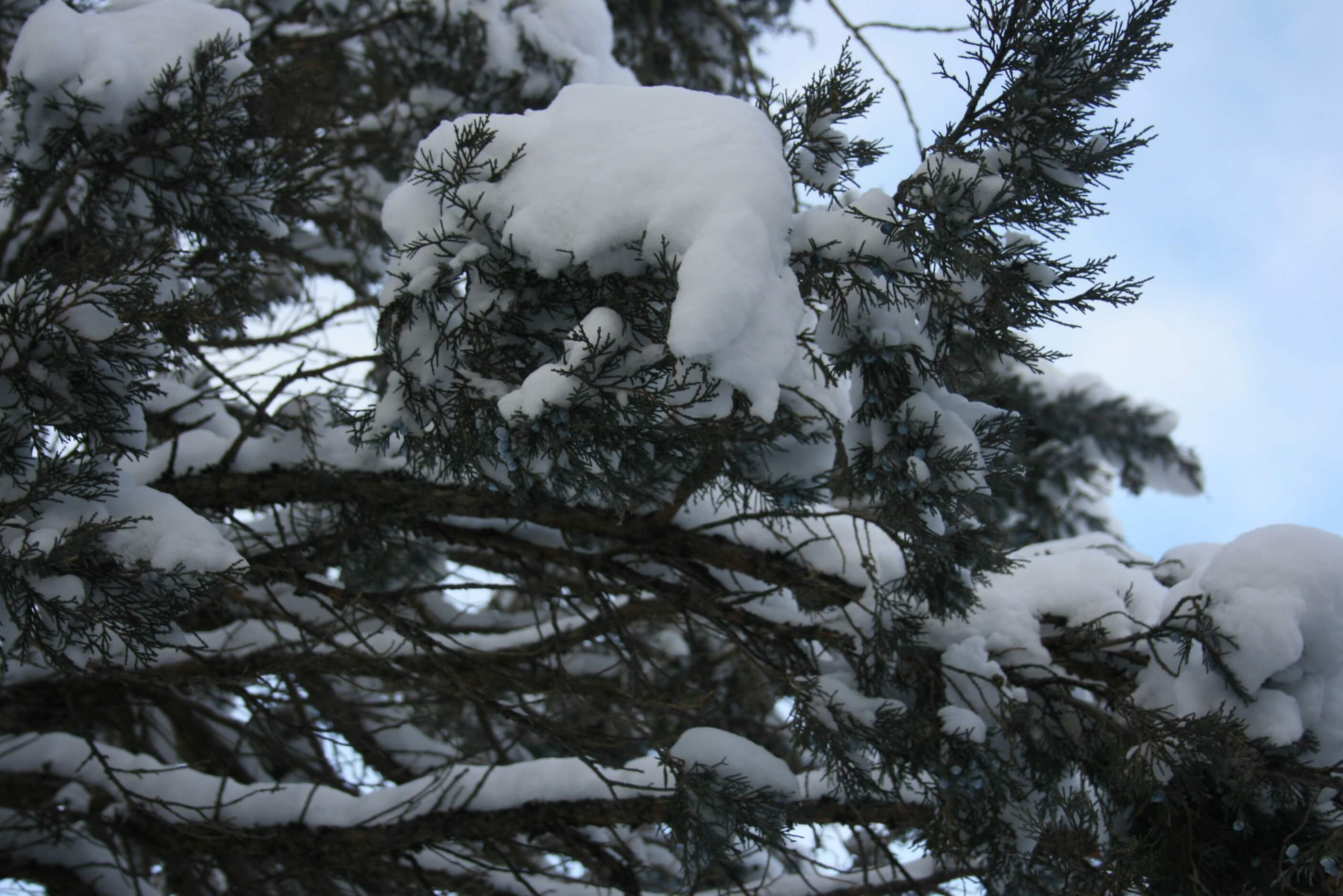 Tips to Prepare your Trees for winter