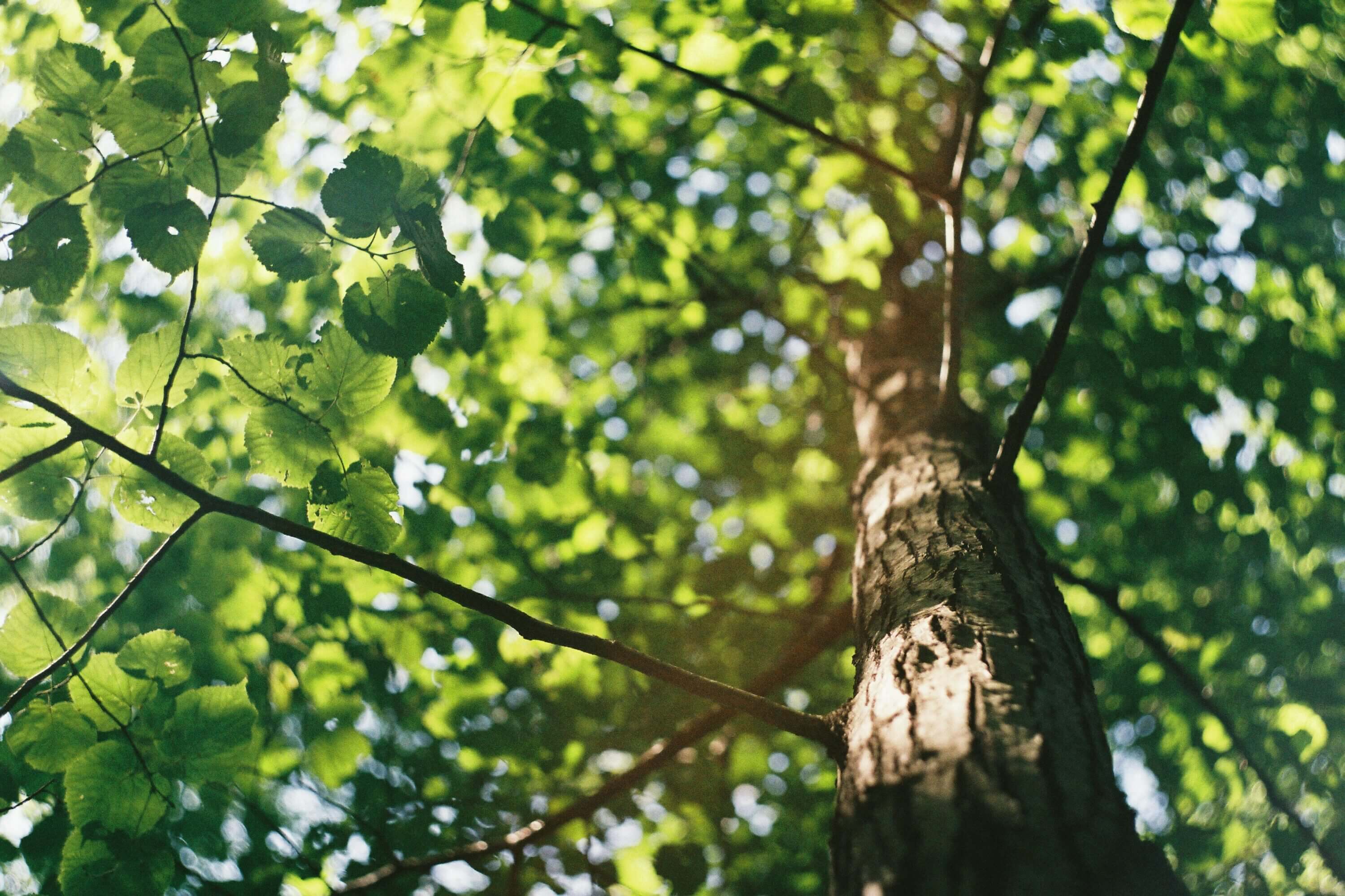 Tree Pruning Services from Ridgewood Tree