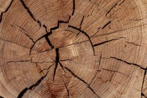 Tree rings from a large cross section